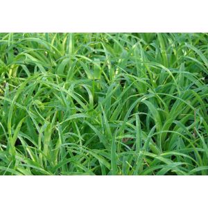 Luzula sylvatica Onderbos - Perjeszittyó