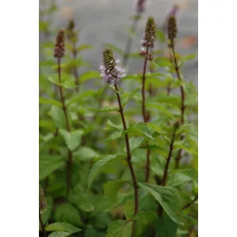 Menta (Mentha)