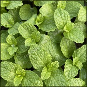 Mentha Mojito - Menta