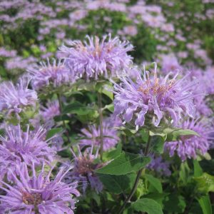 Monarda fistulosa - Méhbalzsam