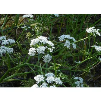Borgyökér (Oenanthe)