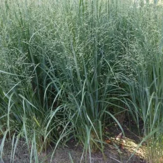 Vesszős köles (Panicum)