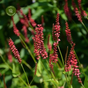 Persicaria amplexicaulis Firedance - Keserűfű