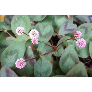 Persicaria capitata - Keserűfű