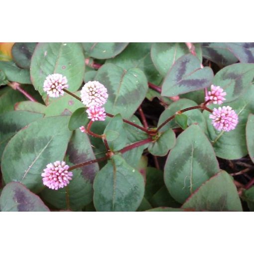 Persicaria capitata - Keserűfű