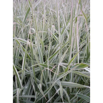 Pántlikafű (Phalaris)