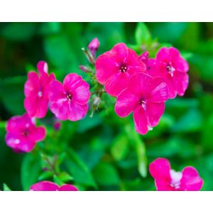 Phlox paniculata Younique Old Cerise - Bugás lángvirág