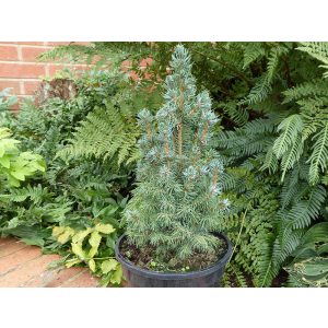 Picea glauca Sander’s Blue - Cukosüvegfenyő