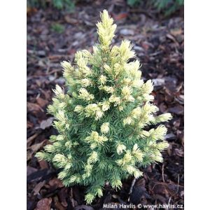 Picea glauca Rainbows End - Cukosüvegfenyő