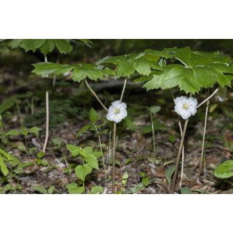 Podophyllum (Tojsábogyó)