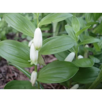 Salamonpecsét (Polygonatum)