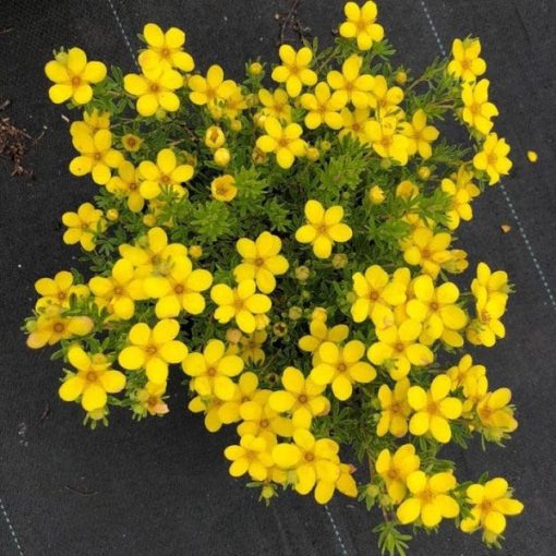 Potentilla fruticosa Bella Lindsey - Cserjés pimpó