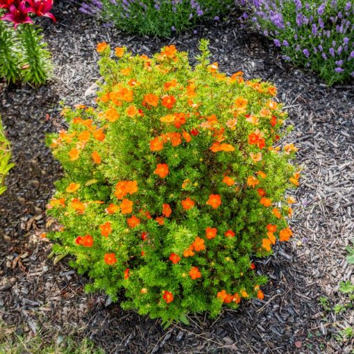 Potentilla fruticosa Bella Sol - Cserjés pimpó