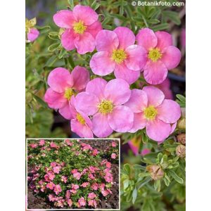 Potentilla fruticosa Bellissima - Cserjés pimpó