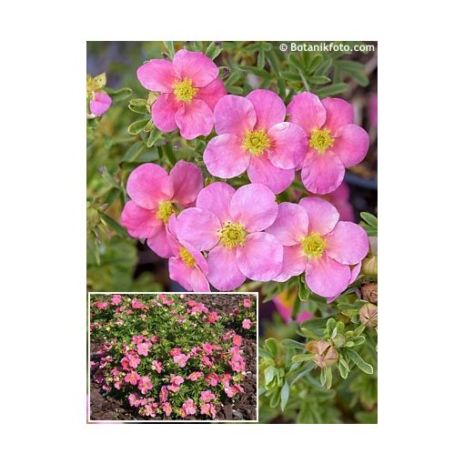 Potentilla fruticosa Bellissima - Cserjés pimpó