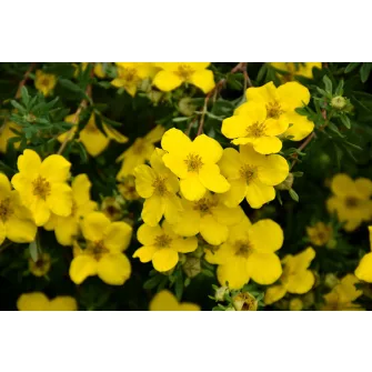 Cserjés pimpó (Potentilla)