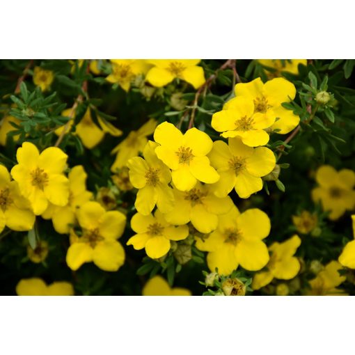 Potentilla fruticosa Goldstar - Cserjés pimpó