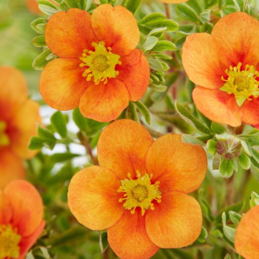 Potentilla fruticosa Hopleys Orang - Cserjés pimpóe