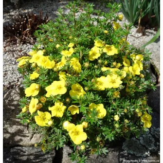 Cserjés pimpó (Potentilla)