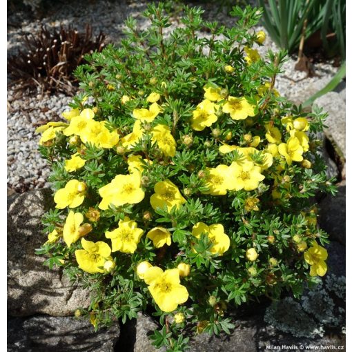 Potentilla fruticosa Kobold - Cserjés pimpó