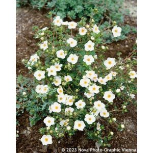 Potentilla fruticosa Mc Kays White - Cserjés pimpó