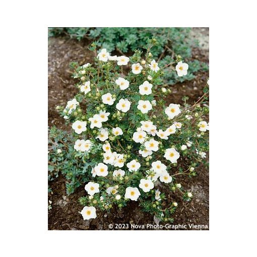 Potentilla fruticosa Mc Kays White - Cserjés pimpó