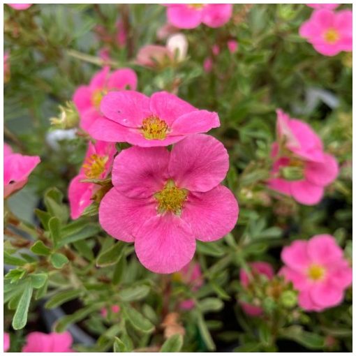 Potentilla fruticosa New Dawn - Cserjés pimpó