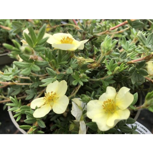 Potentilla fruticosa Primrose Beauty - Cserjés pimpó