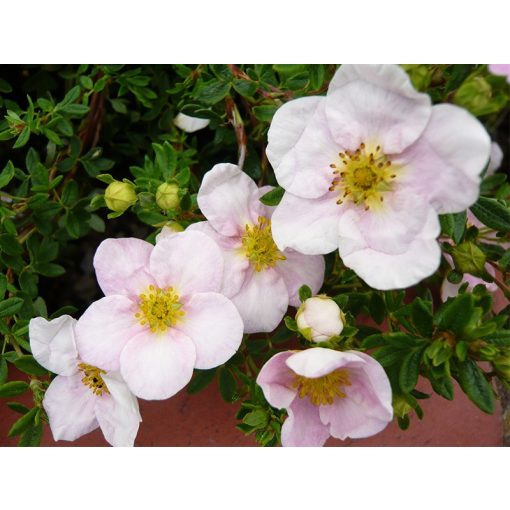 Potentilla fruticosa Princess - Cserjés pimpó