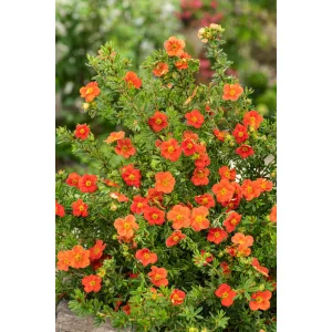 Potentilla fruticosa Red Ace - Cserjés pimpó