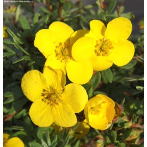 Potentilla fruticosa Sommerflor - Cserjés pimpó