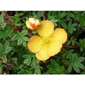 Potentilla fruticosa Tangerine - Cserjés pimpó