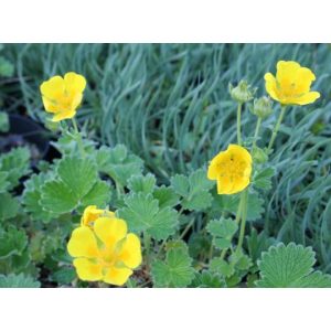 Potentilla fragiformis - Pimpó