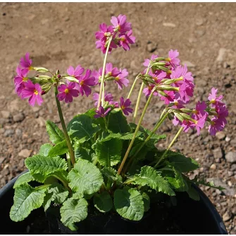 Kankalin (Primula)