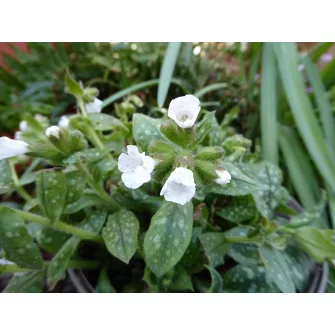 Tüdőfű (Pulmonaria)