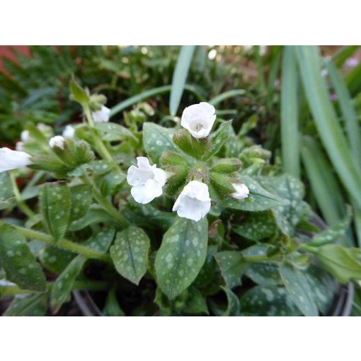 Pulmonaria Ice Ballet - Tüdőfű