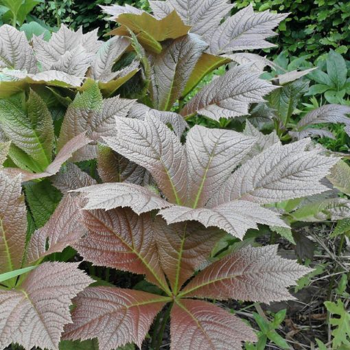 Rodgersia podophylla Rotlaub - Tópartifű