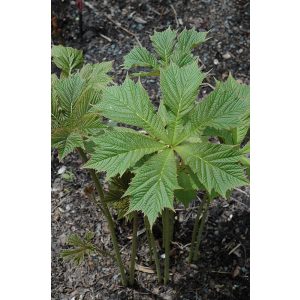 Rodgersia podophylla Smaragd - Tópartifű