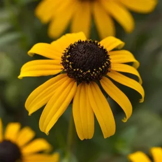 Kúpvirág (Rudbeckia)
