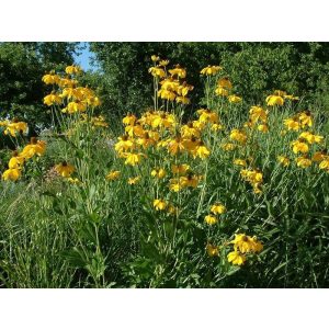 Rudbeckia nitida Juligold - Kúpvirág