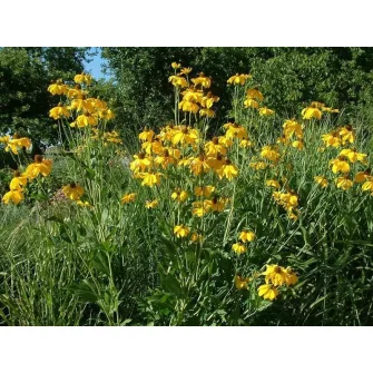 Kúpvirág (Rudbeckia)