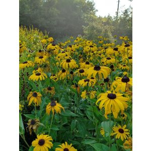 Rudbeckia subtomentosa Loofahsa Wheaten Gold - Kúpvirág