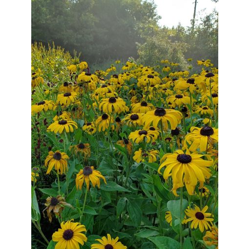 Rudbeckia subtomentosa Loofahsa Wheaten Gold - Kúpvirág