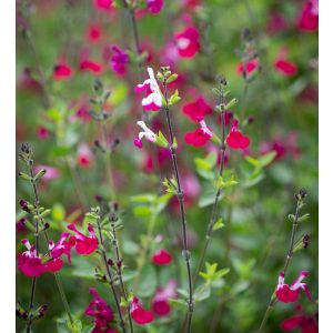 Salvia greggii Cherry Lips - Őszi zsálya