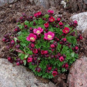 Saxifraga arendsii Rosenzwerg - Kőtörőfű