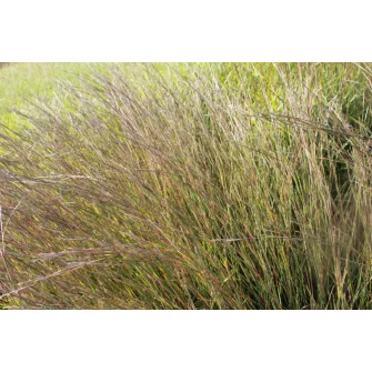 Szakállfű (Schizachyrium)