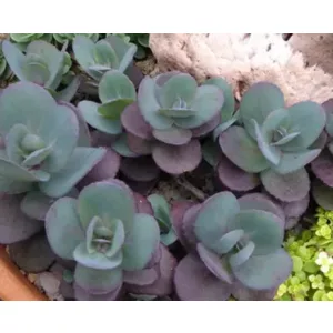 Sedum Sunsparkler Blue Pearl - Varjúháj