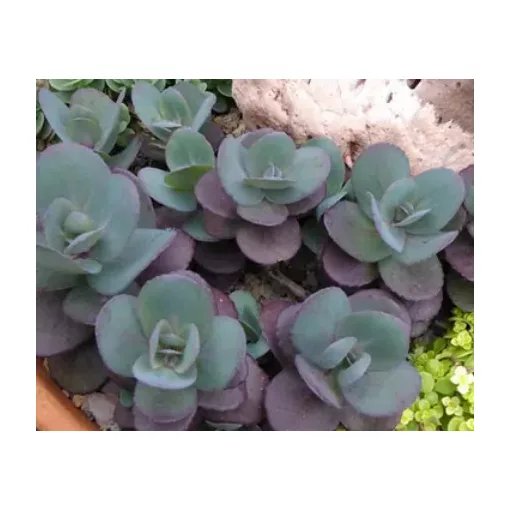 Sedum Sunsparkler Blue Pearl - Varjúháj