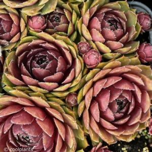 Sempervivum roseum Fimbriatum - Kövirózsa