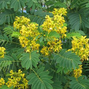 Senna hebecarpa - Vad szenna